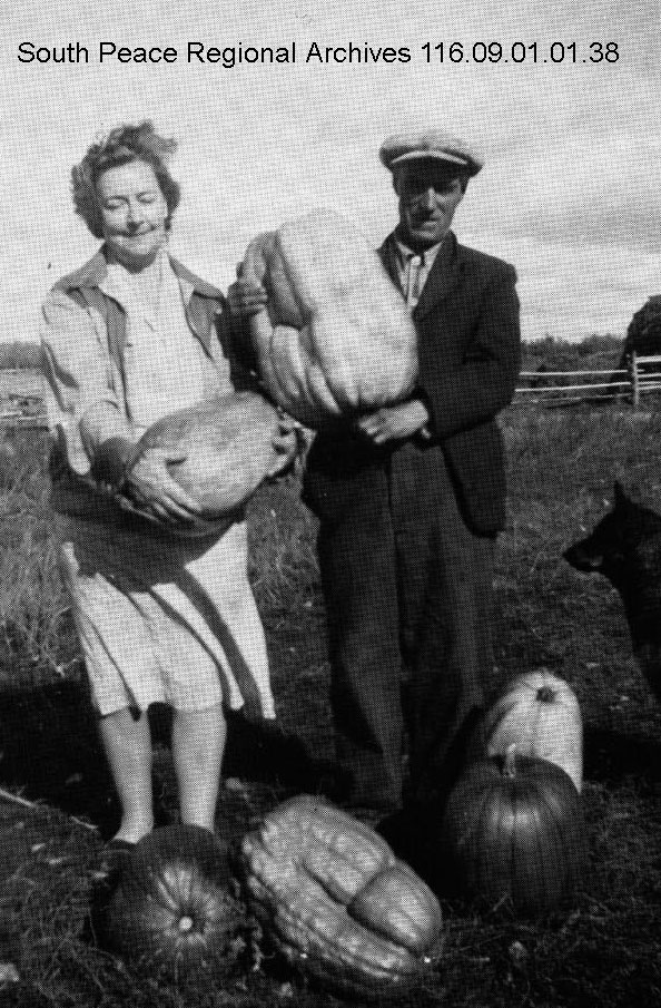 Photo from the Debolt & District Pioneer Society fonds 116  Photo description -  Bert and Doreen Crowe with their pumpkin crop.