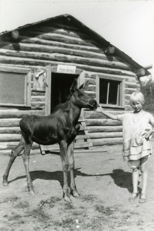 A Baby Moose By an Old Post Office, 1923